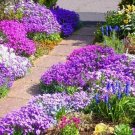 500 Rock Cress Seeds Royal Hummingbird Spring Mix Ground Cover Deer Resistant Buy Seeds Online