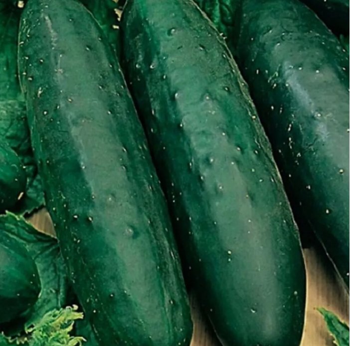 10 Marketmore 76 Cucumber Seeds Non-Gmo Cucumber Seeds Heirloom Garden Seeds Buy Seeds Online