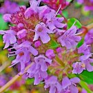 4000 Creeping Thyme Seeds Purple Groundcover Lawn Herb Drought Arid Perennial  Buy Seeds Online