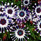 20 Osteospermum Mix Seeds Spider Daisy Cool Flowers Grow Your Own Rare Buy Seeds Online