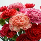 300 Carnation Double Mix Seeds Rare Dianth Flowers Rare Blooms  Buy Seeds Online