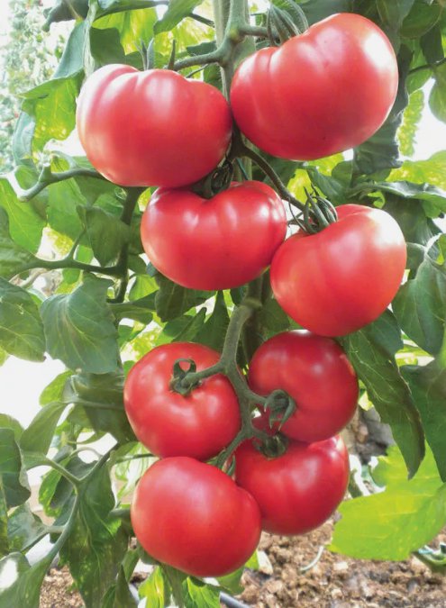 100 Beefsteak Heirloom Tomato Seeds Non-Gmo Slicing Tomato Buy Seeds Online