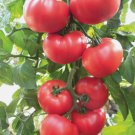 100 Beefsteak Heirloom Tomato Seeds Non-Gmo Slicing Tomato Buy Seeds Online