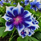 100 Morning Glory Seeds Beautiful Perennial Climbing Flowers For Your Garde Buy Seeds Online