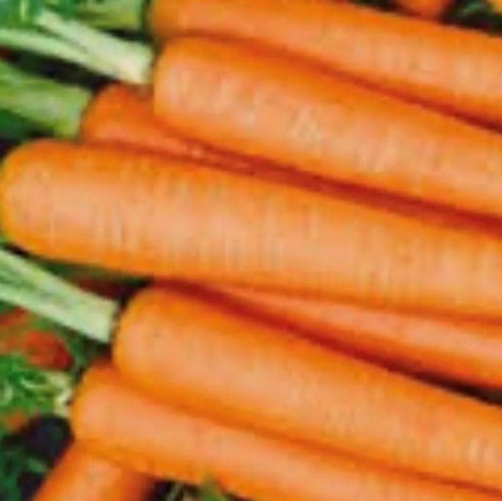 150 Tendersweet Carrot Seeds Non-Gmo Carrot Seeds Fresh Heirloom Garden Seeds Buy Seeds Online