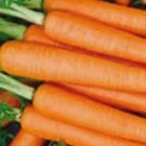 150 Tendersweet Carrot Seeds Non-Gmo Carrot Seeds Fresh Heirloom Garden Seeds Buy Seeds Online