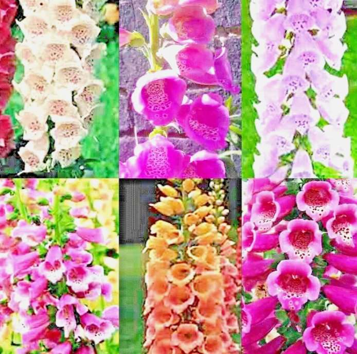 3000 Foxglove Mix Seeds Spring Perennial Flowers Excelsior Hummingbirds  Buy Seeds Online