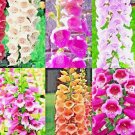 3000 Foxglove Mix Seeds Spring Perennial Flowers Excelsior Hummingbirds  Buy Seeds Online