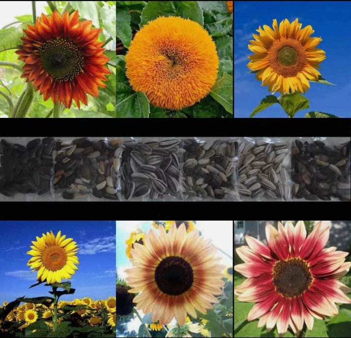 100 Sunflower Rare Seeds Mix Beautiful Flowers Blooms Multiple Variety Giant  Buy Seeds Online