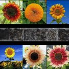 100 Sunflower Rare Seeds Mix Beautiful Flowers Blooms Multiple Variety Giant  Buy Seeds Online