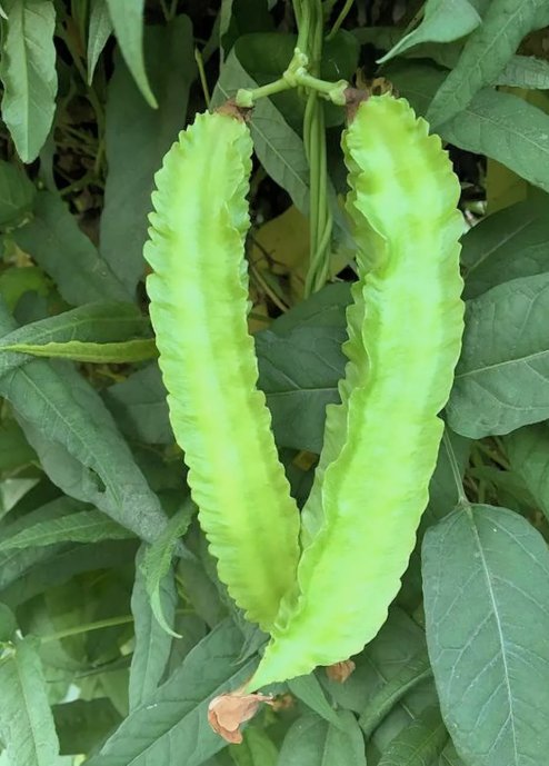 10 Winged Bean Seeds Dragon Bean &Auml;�&aacute;&ordm;&shy;u R&aacute;&raquo;�ng Vietnam 98% Germ Mai'S Family Buy Seeds Online