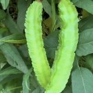 10 Winged Bean Seeds Dragon Bean Đậu Rồng Vietnam 98% Germ Mai'S Family Buy Seeds Online