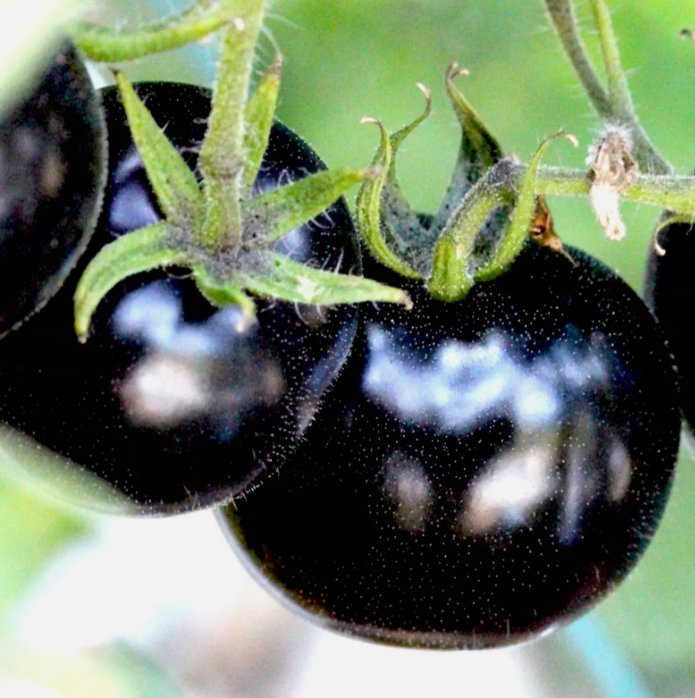 75 European Black Cherry Tomatoes Seeds Sweet Tasty Heirloom Nongmo Rare Juicy Buy Seeds Online