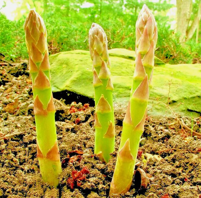 200 Asparagus Seeds Perennial Spring Garden Vegetable Heirloom Nongmo Usa Buy Seeds Online