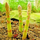 200 Asparagus Seeds Perennial Spring Garden Vegetable Heirloom Nongmo Usa Buy Seeds Online