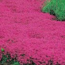 500 Creeping Thyme Red Groundcover Perennial Low Herb Fragrant Usa Nongmo Buy Seeds Online