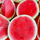 50 Sugar Baby Watermelon Seeds Super Sweet Heirloom Nongmo  Buy Seeds Online