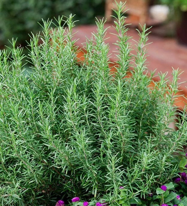 50 Rosemary Seeds Evergreen Shrub Culinary Perennial Garden Container Herb Usa  Buy Seeds Online