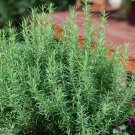 50 Rosemary Seeds Evergreen Shrub Culinary Perennial Garden Container Herb Usa  Buy Seeds Online