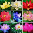 20 Mixed Color The Sacred Bonsai Lotus Flower Seeds Indoor Outdoor Pond Buy Seeds Online
