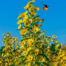 100 Sunflower Maximilian Perennial Flowers Butterflies Finches Seeds Usa Nongmo Buy Seeds Online