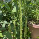 50 Dark Green Yard Long Bean Seeds Chinese Asparagus Heirloom Buy Seeds Online