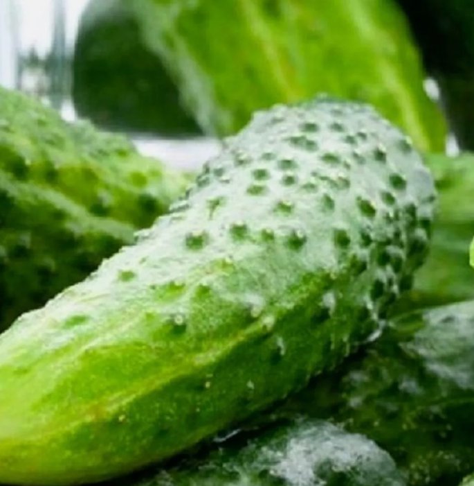 25 Boston Pickling Cucumber Seeds Non-Gmo Cucumber Seeds Heirloom Garden Seeds Buy Seeds Online