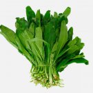 700 Fresh Cilantro Coriander Culantro Ngò Gai Seeds Non-Gmo Buy Seeds Online