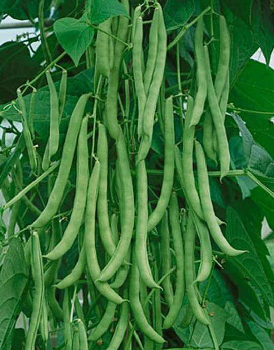 30 Kentucky Wonder Pole Green Bean Seeds Non-Gmo High Yielding  Buy Seeds Online