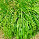 200 Lemongrass Seeds Mosquito Repellent Heirloom Lemon Grass Non-Gmo Herb Buy Seeds Online