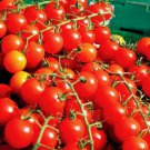 250 Cherry Tomatoes Super Sweet Large Seeds Sweet Tasty Heirloom Non-Gmo Rare Buy Seeds Online