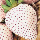 200 White Wonder Strawberry Seeds Spring Perennial Heirloom Nongmo Fruit Usa Buy Seeds Online