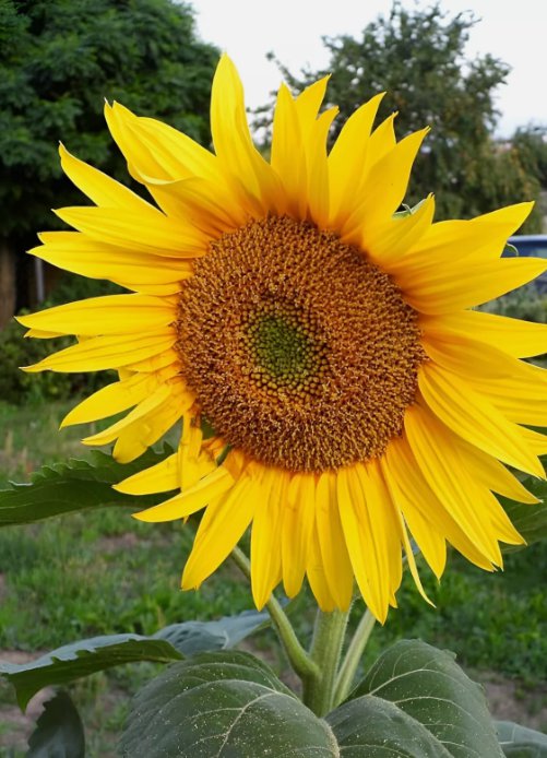 40 Heirloom Mammoth Grey Stripe Sunflower Seeds Towering 6'12' Gigantic Blooms Buy Seeds Online