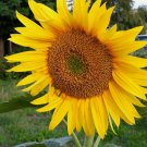 40 Heirloom Mammoth Grey Stripe Sunflower Seeds Towering 6'12' Gigantic Blooms Buy Seeds Online