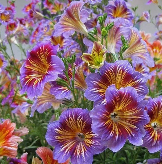 100 Chilean Morning Glory Seeds Mixed Color Blooms For Stunning Garden Buy Seeds Online