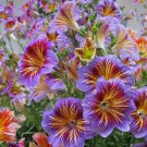 100 Chilean Morning Glory Seeds Mixed Color Blooms For Stunning Garden Buy Seeds Online