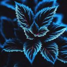 20 Coleus Seeds – Rare Blue Black And Green Foliage – Unique Garden Accent Buy Seeds Online