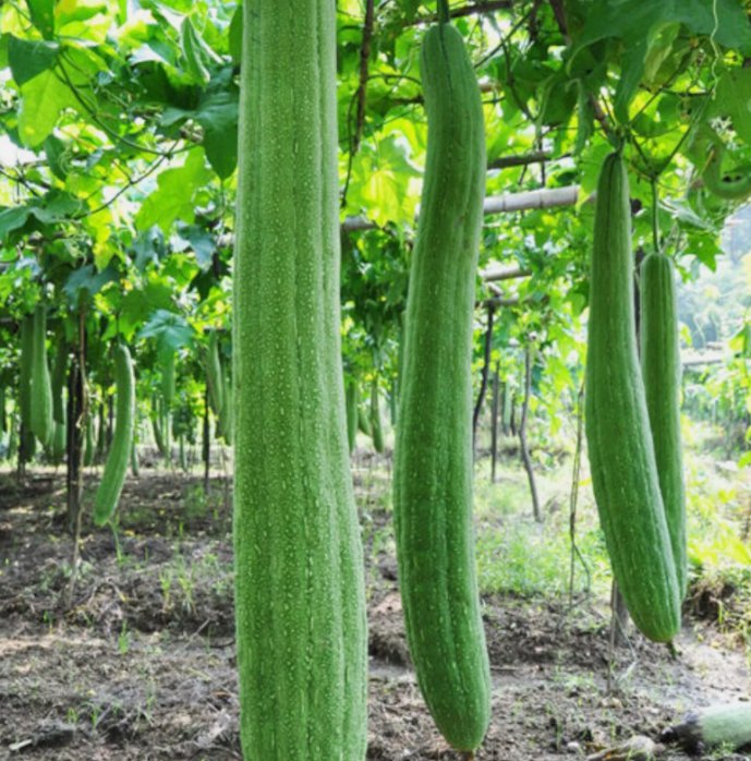 30 Super Long Luffa Gourd Seeds Nongmo Loofah Sponge Gourd Seeds Buy Seeds Online