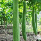 30 Super Long Luffa Gourd Seeds Nongmo Loofah Sponge Gourd Seeds Buy Seeds Online