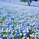 1000 Baby Blue Eyes Seeds Flower Groundcover Drought Tolerant Wildflower Spring Buy Seeds Online