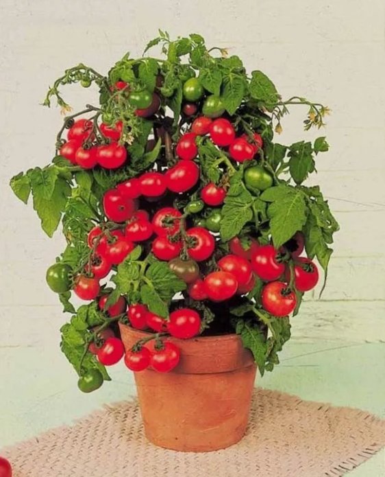30 Tiny Tim Micro Dwarf Tomato Seeds ~ Heirloomseedguy ~ 2025 ~ Nongmo Buy Seeds Online