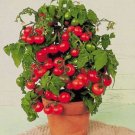 30 Tiny Tim Micro Dwarf Tomato Seeds ~ Heirloomseedguy ~ 2025 ~ Nongmo Buy Seeds Online