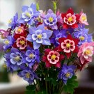 400 Columbine Mckana Giants Seeds Perennial Spring Mix Flower Bees  Buy Seeds Online