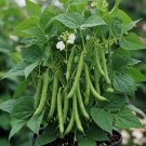 40 Blue Lake Bush Green Bean Seeds Heirloom Nongmo Garden  Buy Seeds Online