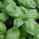 1000 Genovese Basil Seeds Non-Gmo Heirloom USA Buy Seeds Online