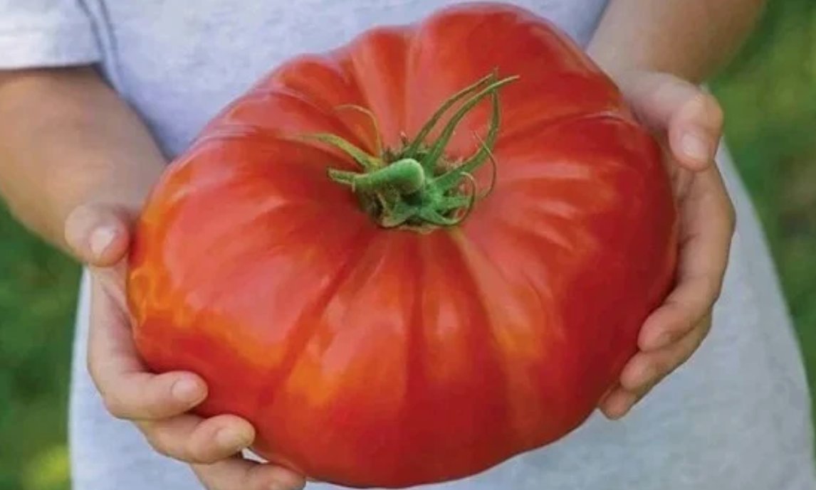 120 Mortgage Lifter Tomato Seeds Large Heirloom Organic Non Gmo Fresh Usa Buy Seeds Online