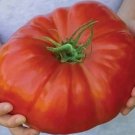 120 Mortgage Lifter Tomato Seeds Large Heirloom Organic Non Gmo Fresh Usa Buy Seeds Online