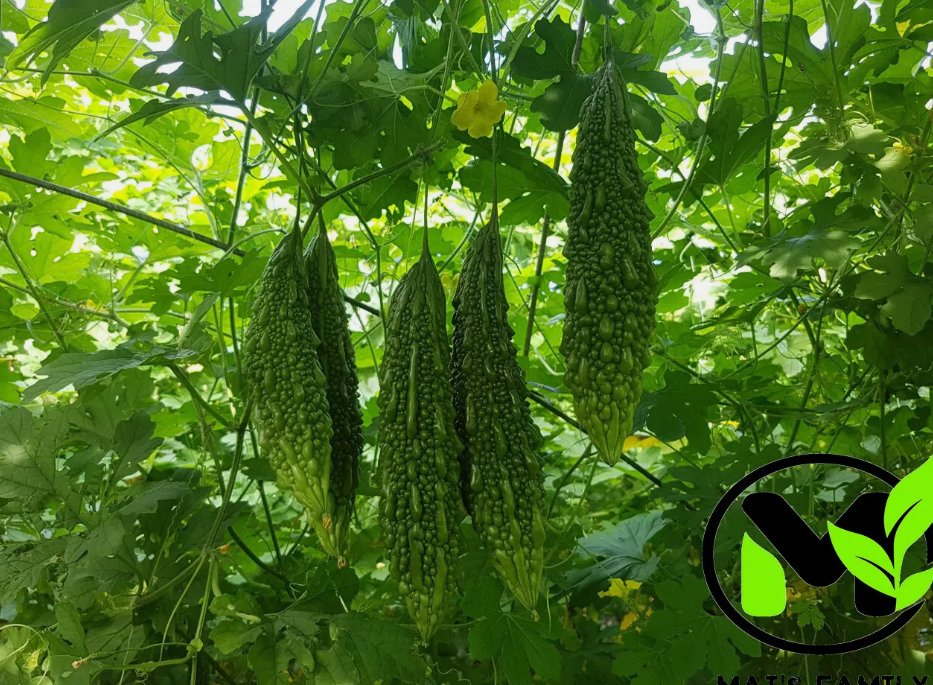 10 Indian Long Bitter Melon Seeds, Kh&aacute;&raquo;� Qua R&aacute;&raquo;&laquo;ng Gai. Non-Gmo Heirloom Buy Seeds Online