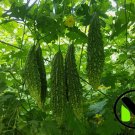 10 Indian Long Bitter Melon Seeds, Khổ Qua Rừng Gai. Non-Gmo Heirloom Buy Seeds Online