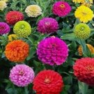 1000 Crazy Blend Zinnia Seeds Garden Cut Flower Mix Zinnia Elegans Lilliput Buy Seeds Online